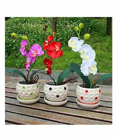 iShopping - HusMah Bonsai Phalaenopsis Orchid White Red Purple