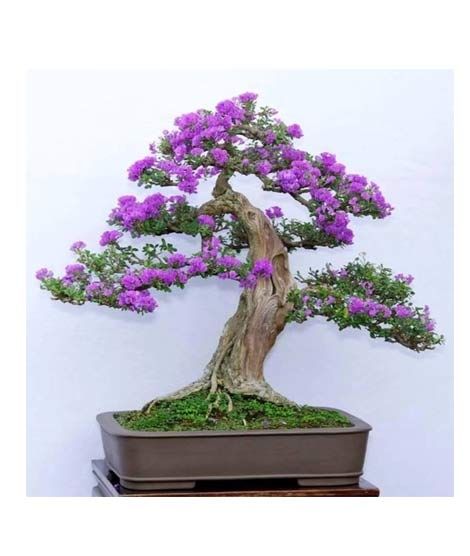 iShopping - HusMah Bonsai Seeds Japanese Lilac Seeds Extremely Fragrant