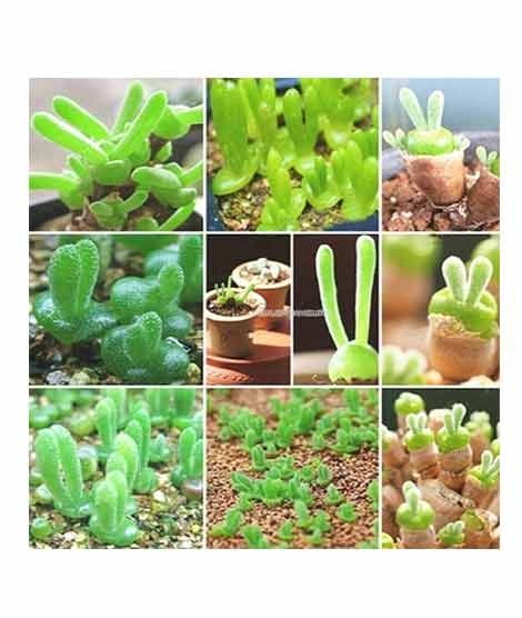 iShopping - HusMah Bonsai Succulents Monilaria Obconica Bunny Rabbit Shape