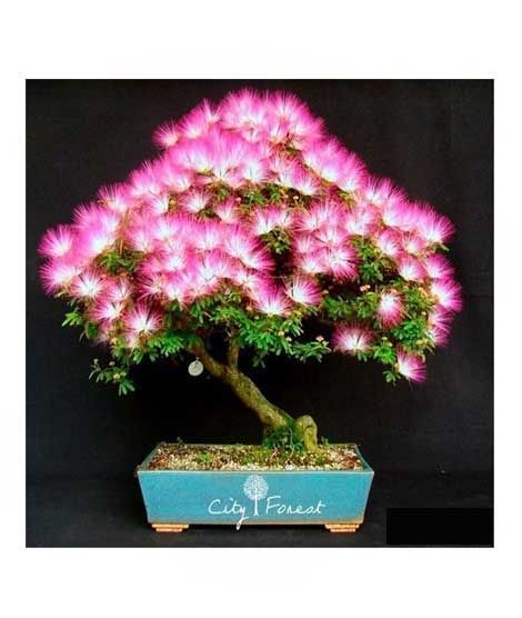iShopping - HusMah Bonsai Tree Pink Albizia Julibrissin Seeds