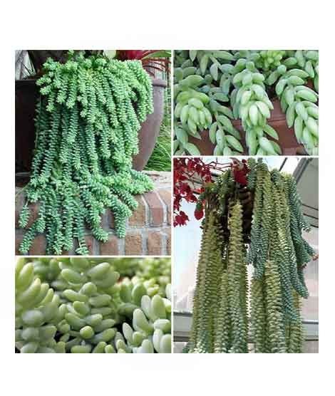 iShopping - HusMah Burro's Tail Succulent Seeds