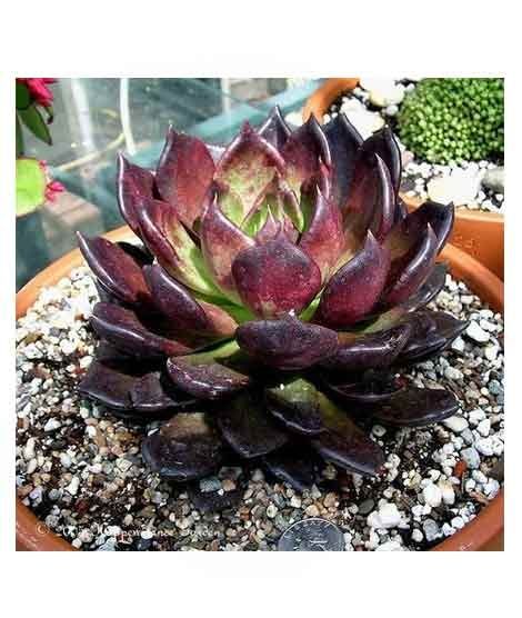 iShopping - HusMah Chroma Succulent Seeds