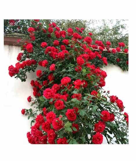 iShopping - HusMah Climbing Rose Red Flower Seeds