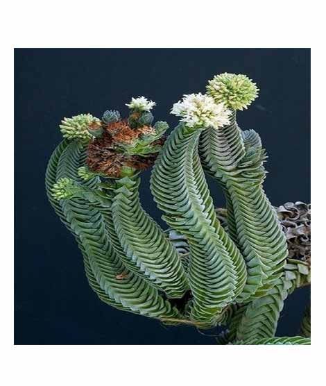 iShopping - HusMah Crassula Buddha's Temple Succulent