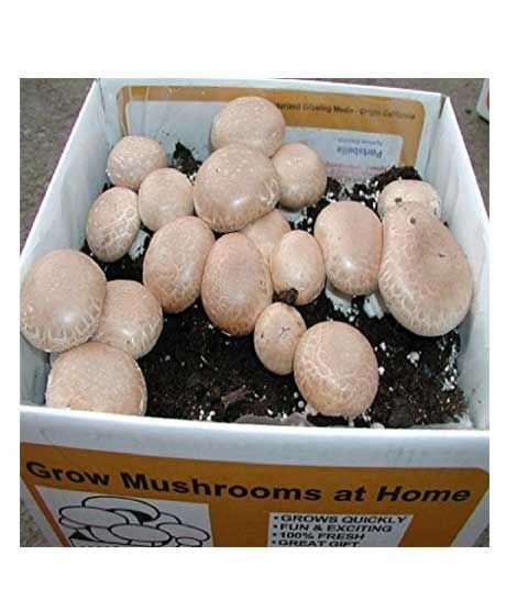 iShopping - HusMah Cremini Mushroom Seeds
