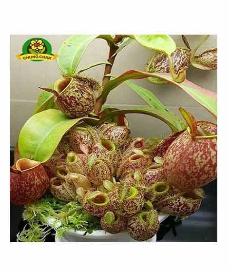 iShopping - HusMah Eating Mosquito Carnivorous Nepenthes Plant Seeds