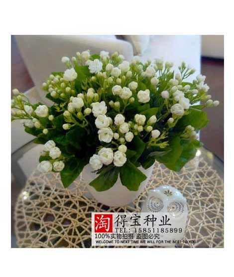 iShopping - HusMah Extremely Fragrant Jasmine Flower Seeds