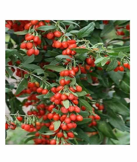 iShopping - HusMah Goji Berry Fruit Tree Seeds