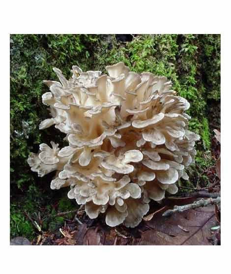 iShopping - HusMah Hen of the Woods Mushroom Seeds