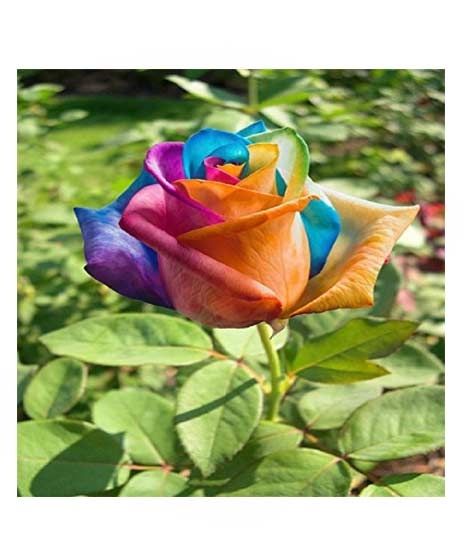 iShopping - HusMah Holland Rare Multi Color Rose Seeds