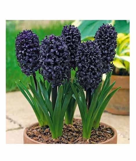 iShopping - HusMah Hyacinthus Orientalis Flower Seeds Black