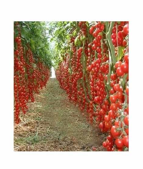 iShopping - HusMah Hybrid Tomato Seeds 25kg Production per Plant