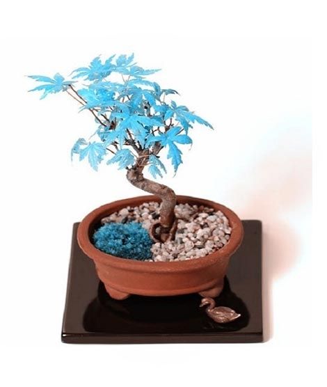 iShopping - HusMah Japanese Blue Maple Bonsai Tree Seeds