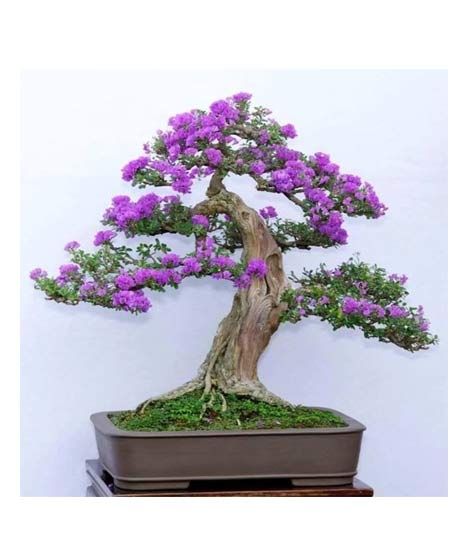 iShopping - HusMah Japanese Lilac Seeds Extremely Fragrant