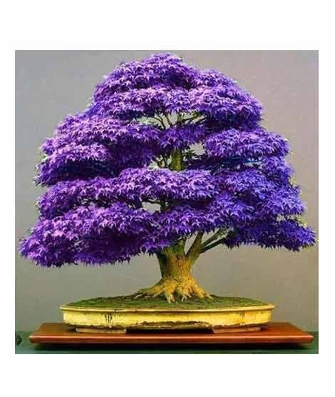 iShopping - HusMah Japanese Purple Maple Bonsai Tree Seeds