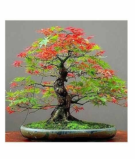 iShopping - HusMah Japanese Red & Green Maple Bonsai Tree Seeds