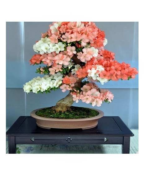 iShopping - HusMah Japanese Sakura Cherry Blossoms Seeds
