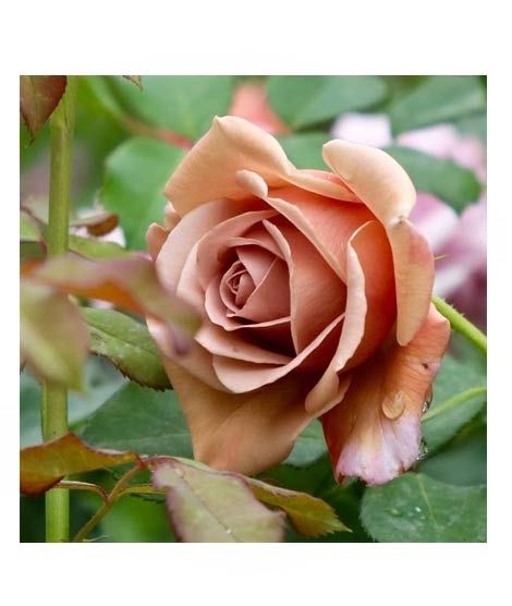 iShopping - HusMah Koko Loko Rose Flower Seeds