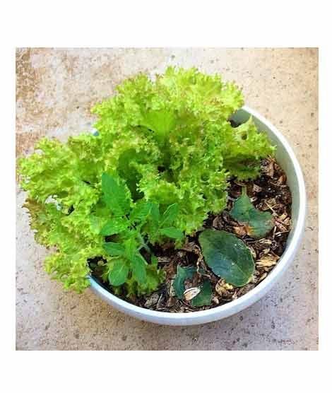 iShopping - HusMah Lettuce Salad Pata Vegetable Seeds