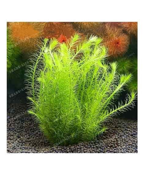 iShopping - HusMah Live Aquarium Fish Tank Snapdragon Plant Seeds