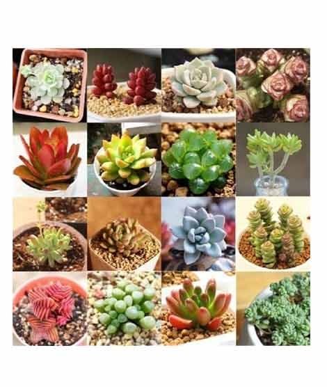 iShopping - HusMah Mix Succulent Seeds