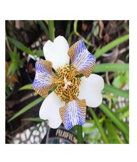 iShopping - HusMah Neomarica Gracilis Flower Seeds