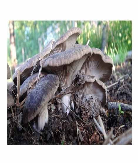 iShopping - HusMah Oyster Mushroom Seeds