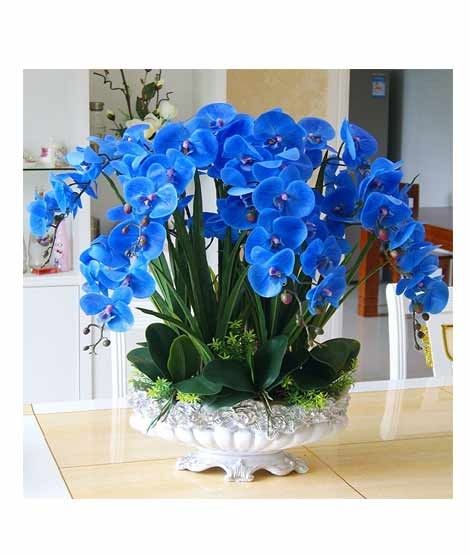 iShopping - HusMah Phalaenopsis Blue Orchid Seeds