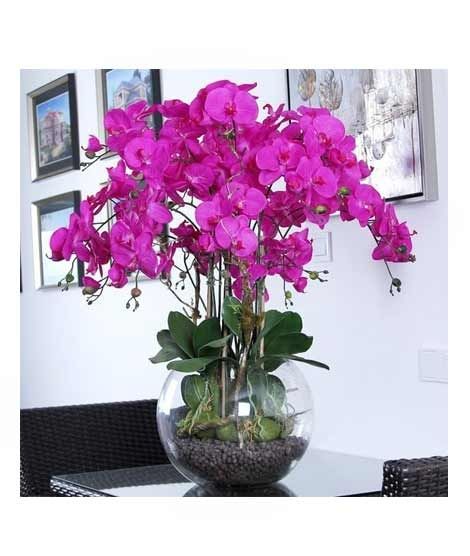 iShopping - HusMah Phalaenopsis Orchid Seeds Purple