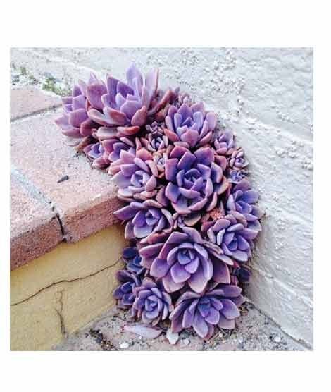 iShopping - HusMah Purple Climbing Succulent Seeds