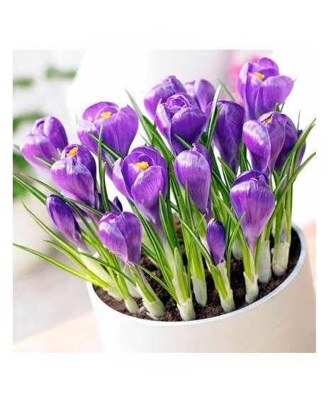 iShopping - HusMah Purple Saffron Seeds