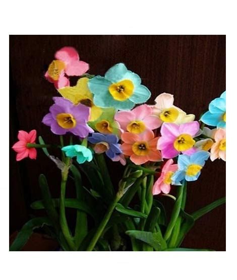 iShopping - HusMah Rainbow Daffodils Perennial Flowering Plants Seeds
