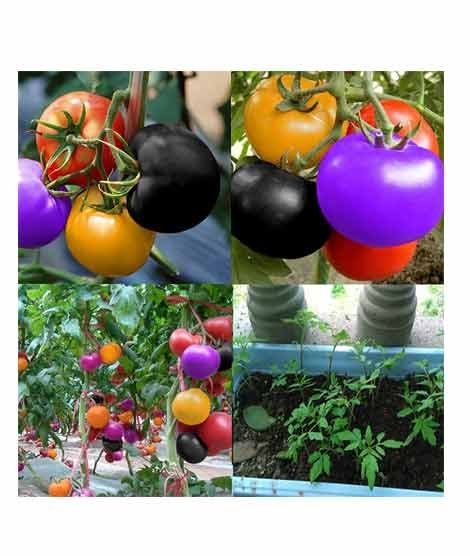 iShopping - HusMah Rainbow Tomato Seeds