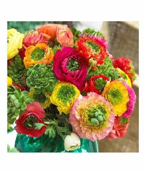 iShopping - HusMah Ranunculus Persian Buttercup Seed