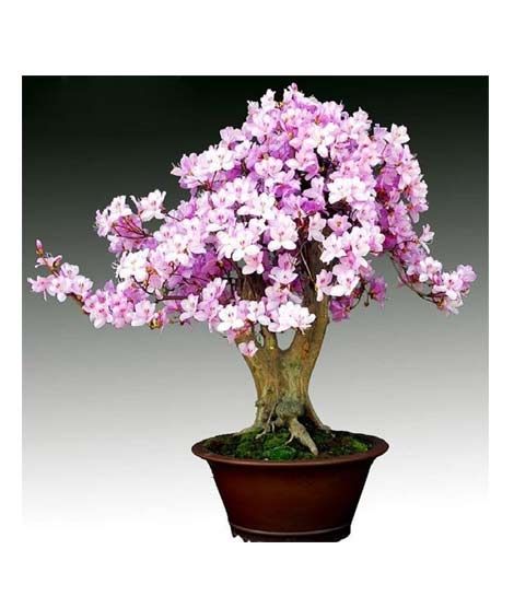 iShopping - HusMah Rare Bonsai Light Purple Azalea Seeds