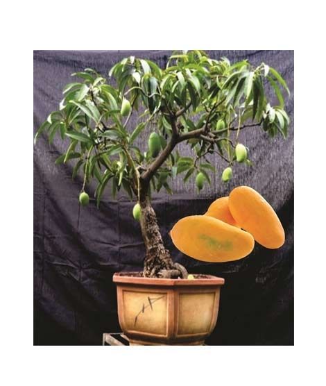 iShopping - HusMah Rare Bonsai Mango Seeds