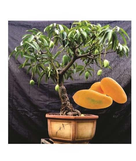 iShopping - HusMah Rare Bonsai Mango Seeds