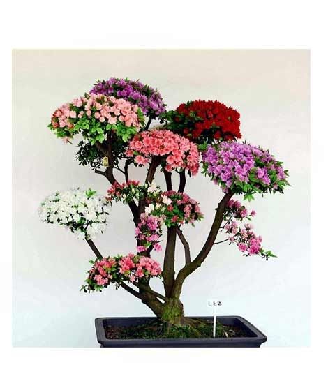 iShopping - HusMah Rare Bonsai Multicolor Azalea Imported Seeds