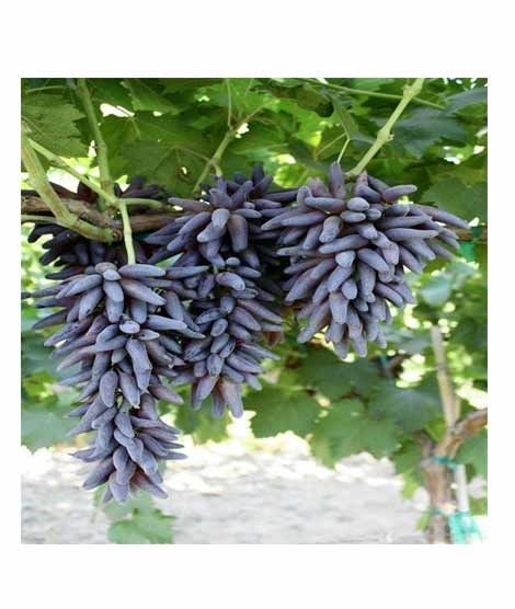 iShopping - HusMah Rare Finger Graps Seeds