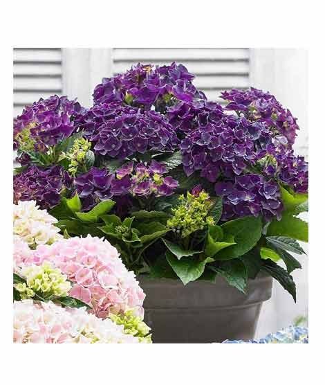 iShopping - HusMah Rare Hydrangea Seed Purple
