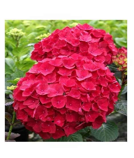 iShopping - HusMah Rare Hydrangea Seeds Red