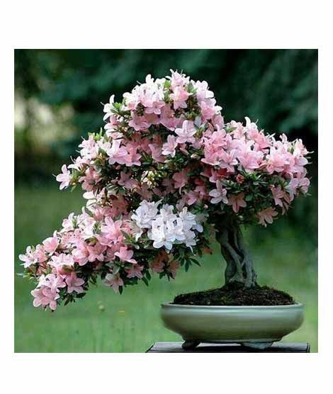 iShopping - HusMah Rare Japanese Sakura Pink
