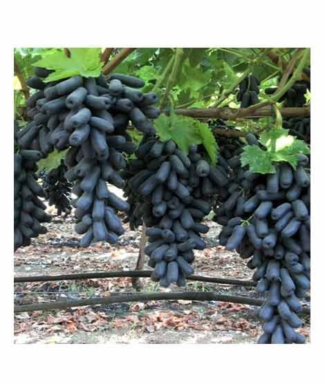 iShopping - HusMah Rare Moon Drops Graps Seeds