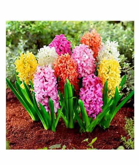iShopping - Husmah Rare Multi color Hyacinth Orientalis Flower Seeds