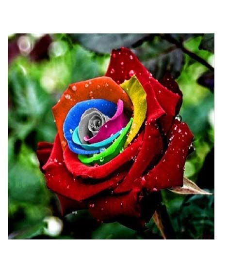 iShopping - HusMah Rare Multi Color Rose Seeds S80