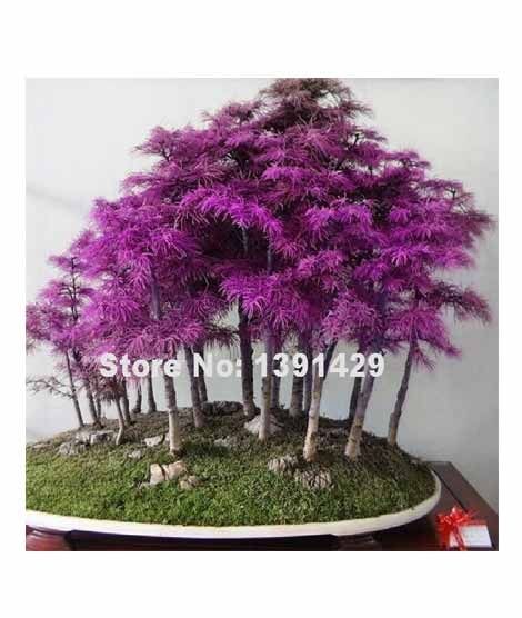 iShopping - HusMah Rare Purple Dawn Redwood Bonsai Tree Seeds