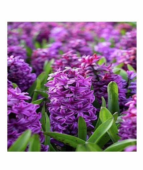 iShopping - HusMah Rare Purple Hyacinth Orientalis Flower Seeds Blue