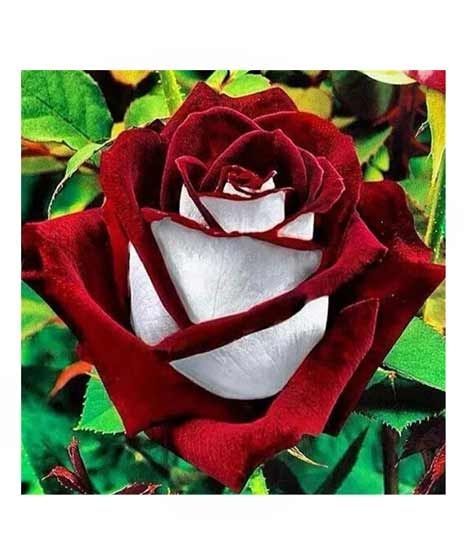 iShopping - HusMah Rare Red & White Rose Seeds