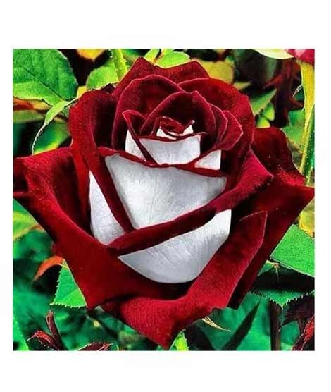 iShopping - HusMah Rare Red & White Rose Seeds