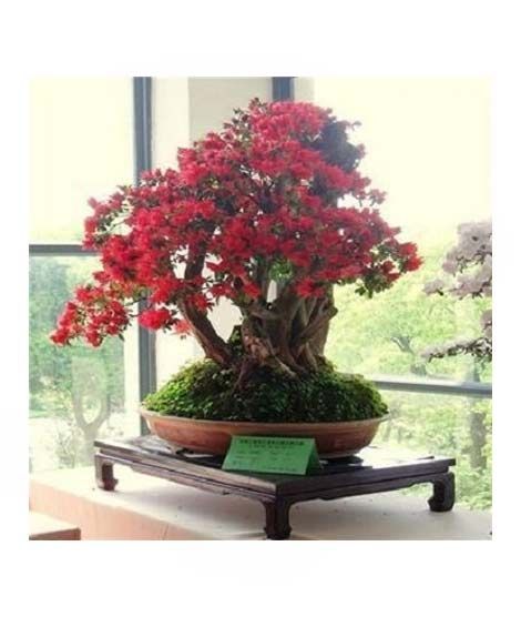 iShopping - HusMah Rare Red Japanese Sakura Imported Seeds